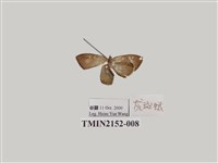 藏品(灰斑蛾)的圖片